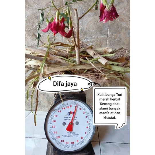 

secang kulit Turi merah 1 kg fresh