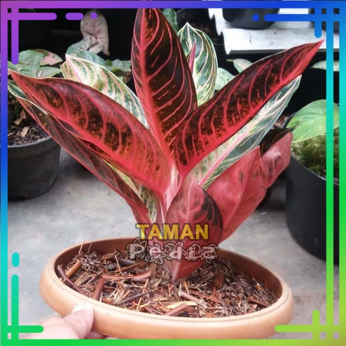 Aglonema Pride of Sumatra/ Red Sumatra/ Redsum Remaja