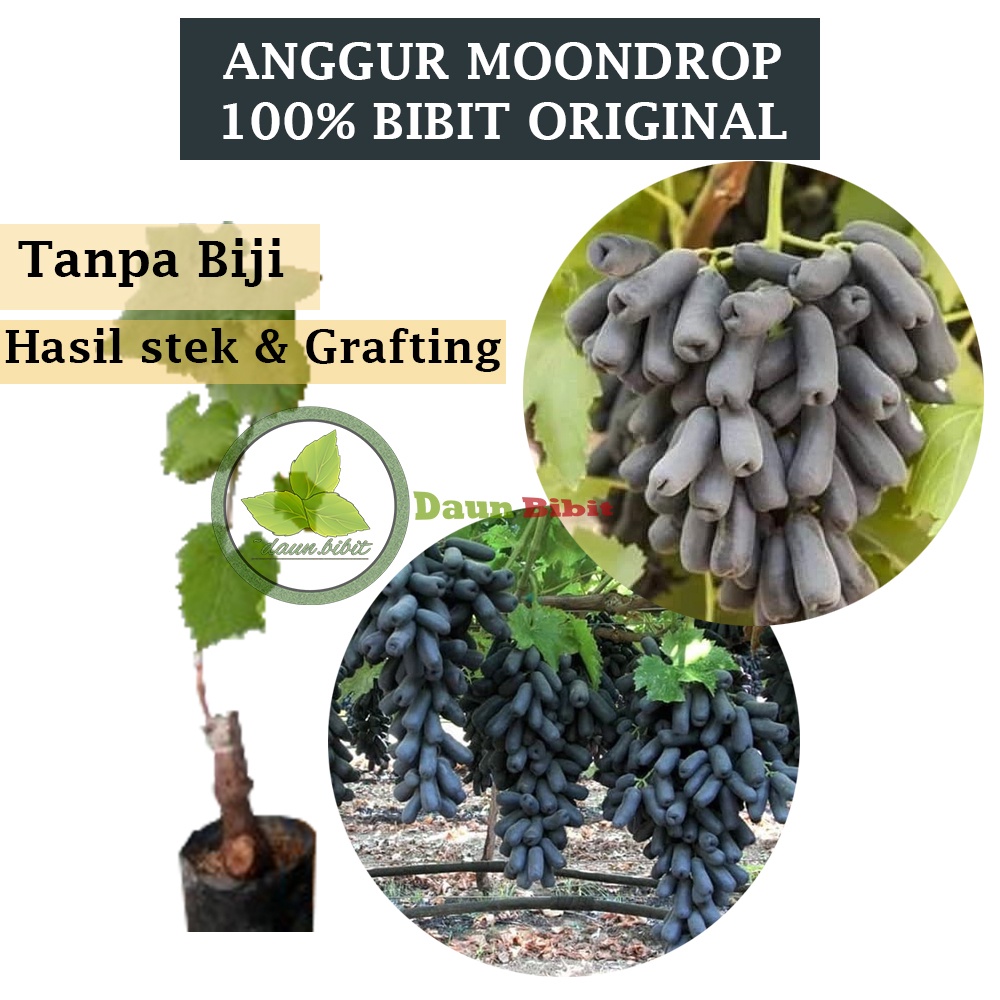 Bibit Anggur Moondrop Import Asli Original