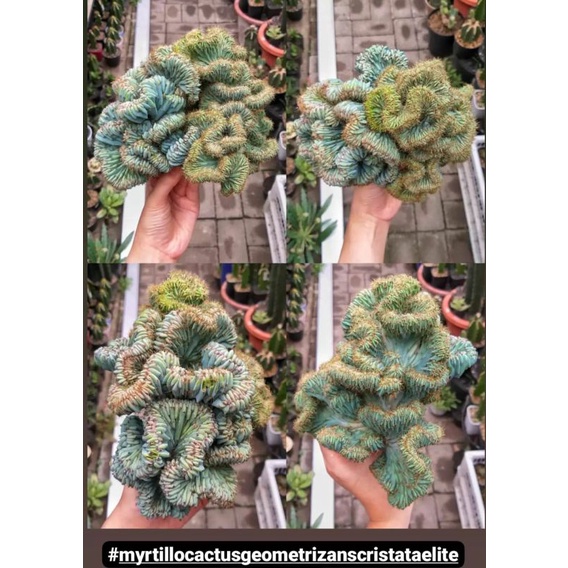 MYRTILLOCACTUS GEOMETRISANZ CRISTATA ELITE / MYRTILLO CRISTATA / MYRTILLO ELITE