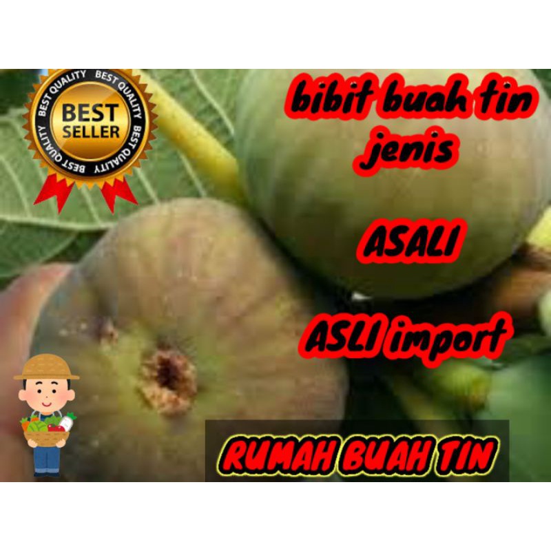 bibit buah tin jenis asali manis