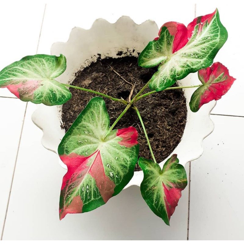 bibit caladium shycool , keladi shycool, keladi tumpah cat , keladi tumpahan cat , keladi tompa cet