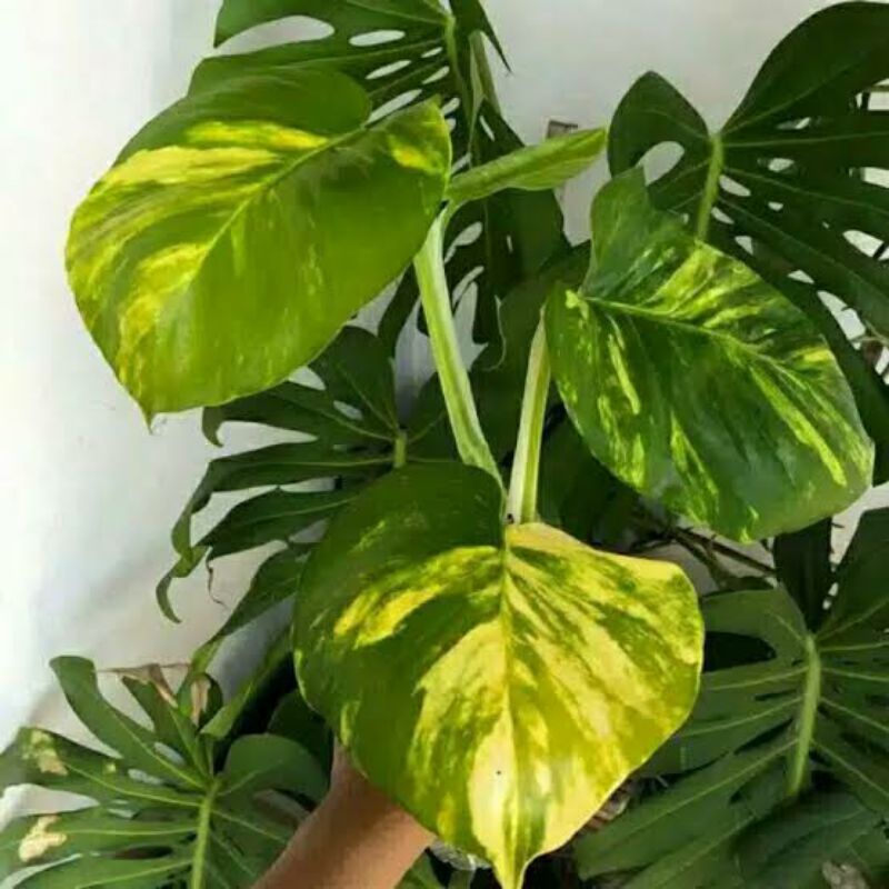 Epipremnum/Srigading jumbo