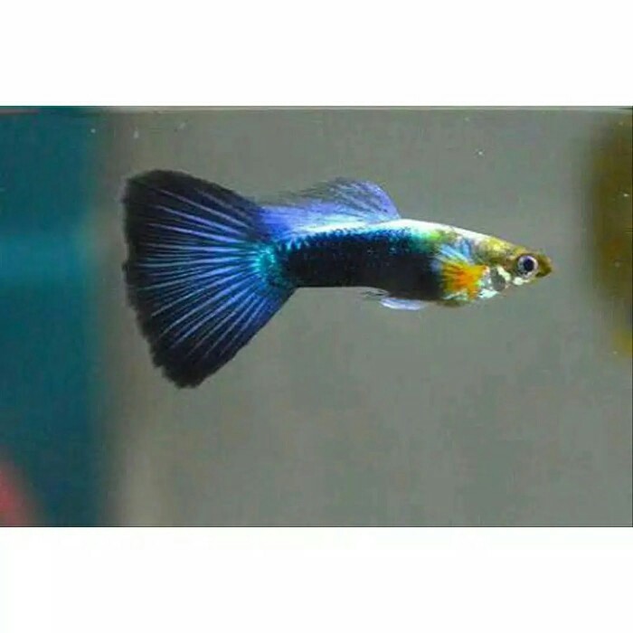 

ikan hias Guppy blue diamond