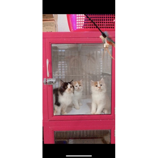 kucing persia calico