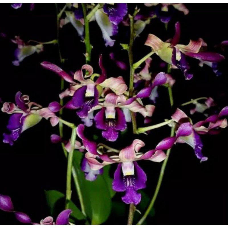 Pohon Anggrek Dendrobium Bunga Keriting Pfizer Singapore Dewasa Siap Spike