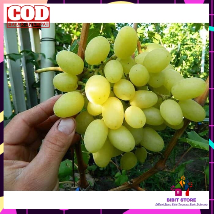 Bibit anggur import Landysh Grafting