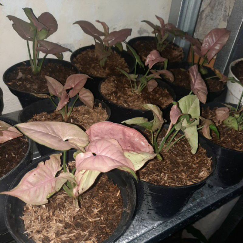 Syngonium Pink Neon | Syngonium Pink Robusta
