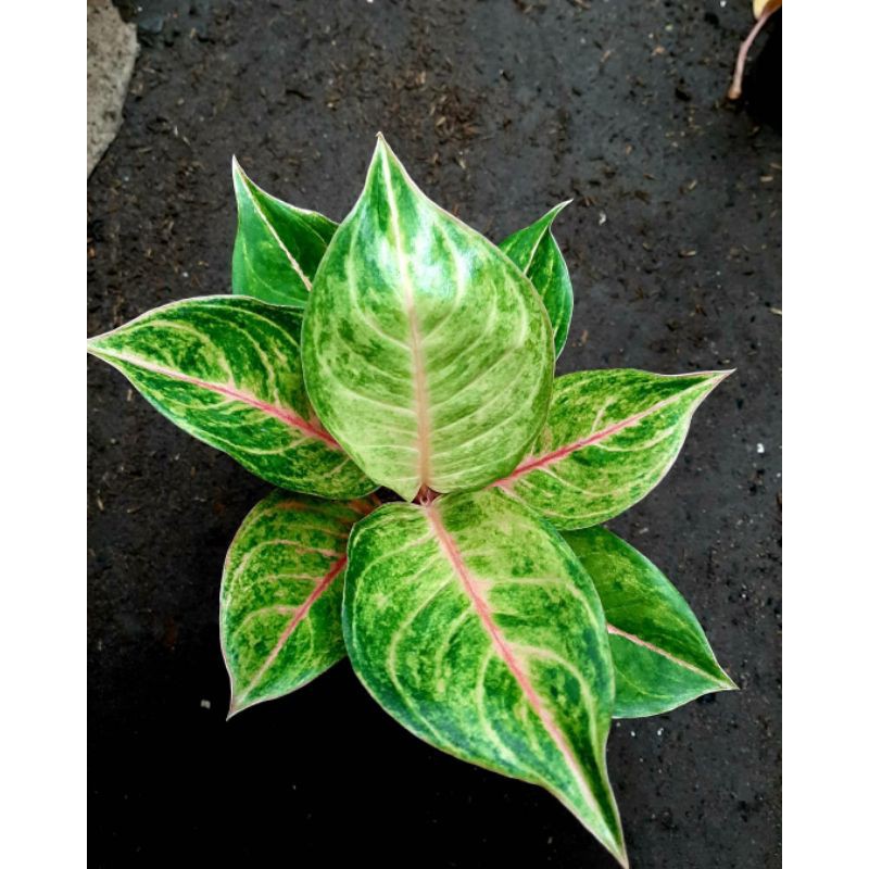 Susan/Aglaonema/Aglonema/Tanaman Hias/Merah/Red