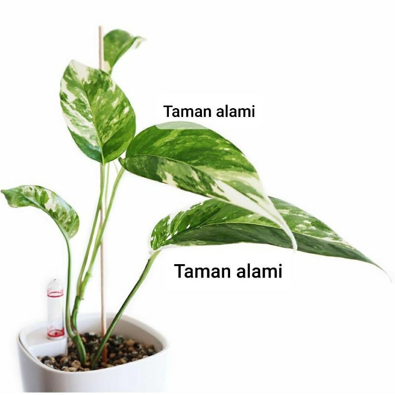 epipremnum pinnatum variegata - tanaman hias epip varigata