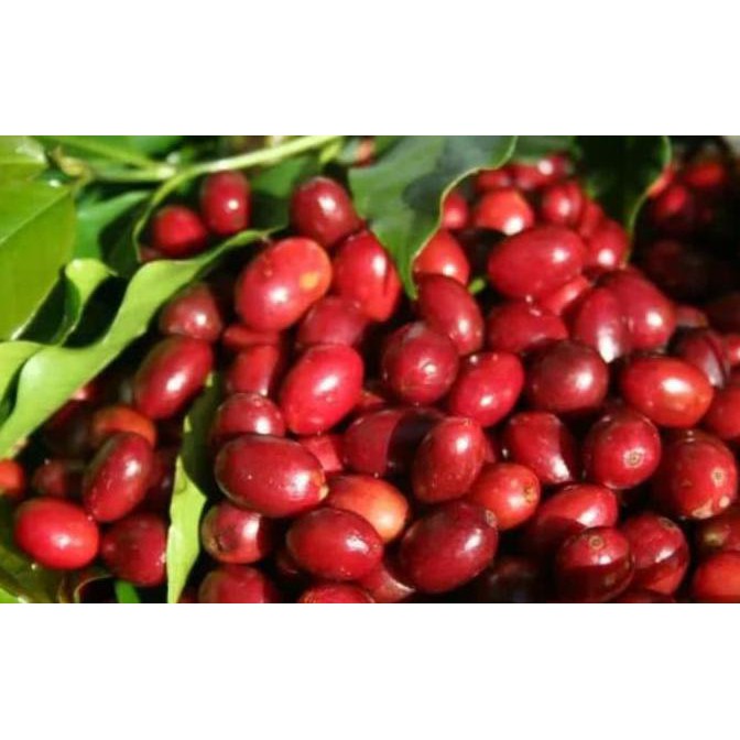 Grosir 5 Ons Benih Biji Kopi Arabika Arabica Super