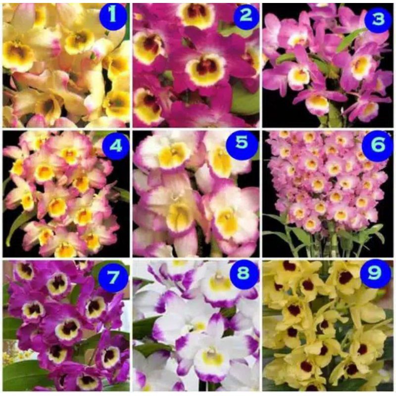 Jual Seedling Anggrek Dendrobium Nobile Shopee Indonesia