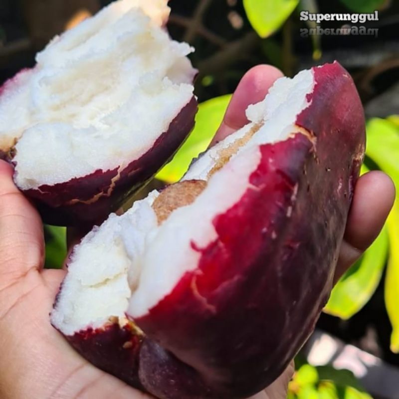 Bibit jambu jamaica terlaris