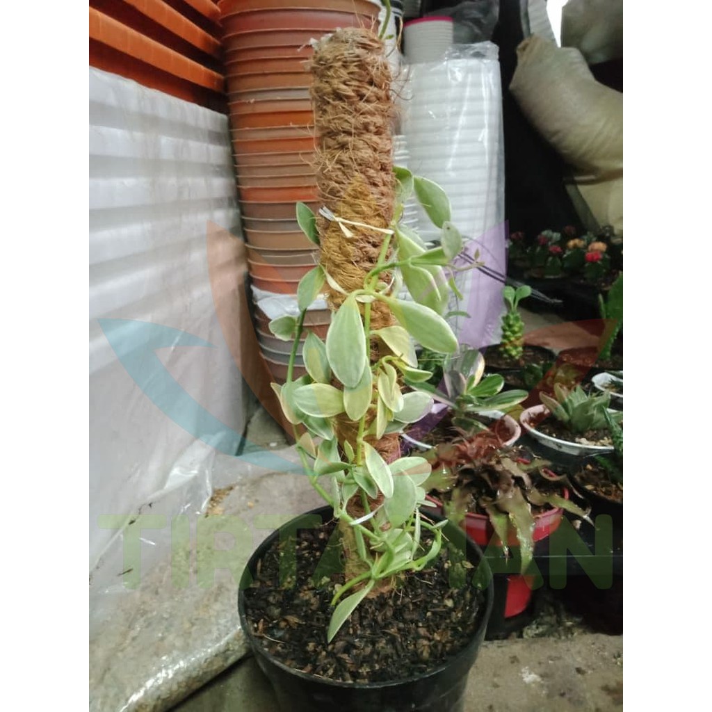 Sukulen Hoya Hybrid Carnosa Serpens Variegata