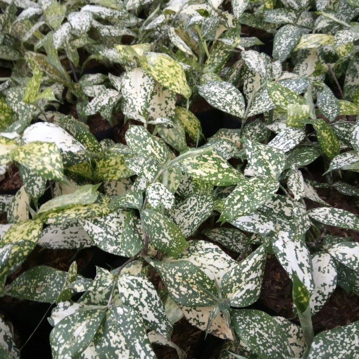 Tanaman Hias florida - drasena florida - varigata florida .