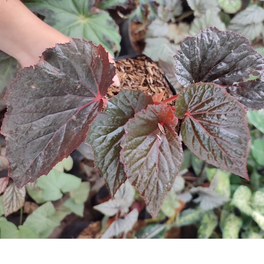 TANAMAN HIAS BUNGA BEGONIA MERAH PINK TANAMAN BEGONIA RED KLASIK TANAMAN MURAH DAN SEGAR