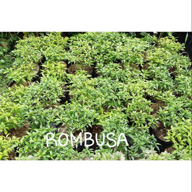 ROMBUSA