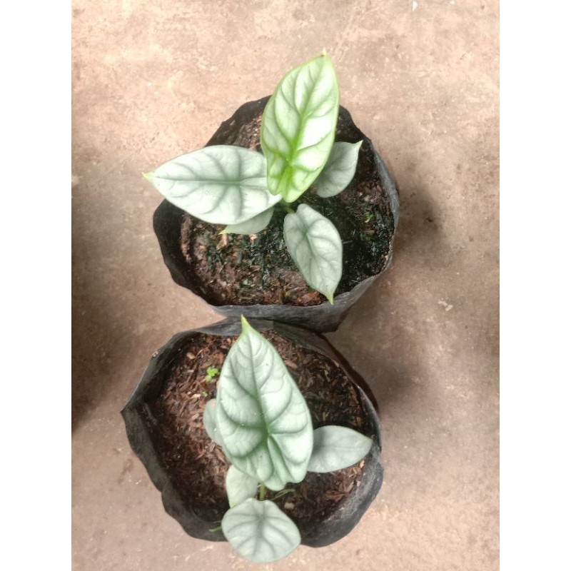 Bibit bunga Keladi Tengkorak ( Alokasia dragon silver )