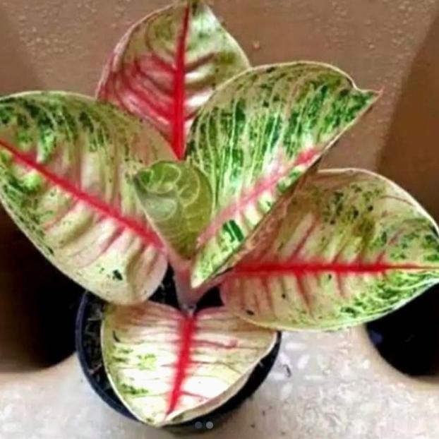 JZ7» (NEW) bibit bonggol tanaman hias aglonema moonlight Ready