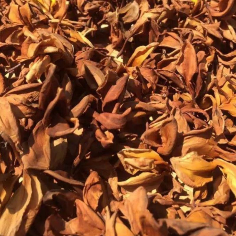 

Bunga Kamboja Kering 100gram