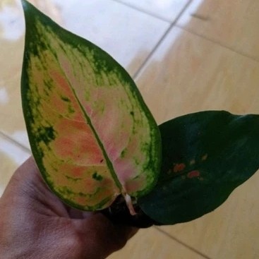Aglonema sultan brunei anakan