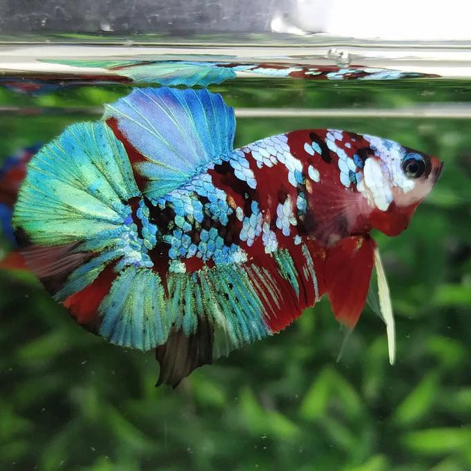 CUCI GUDANG ikan cupang hias order zulfikar