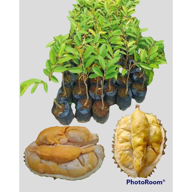 Bibit durian musangking free pupuk NPK