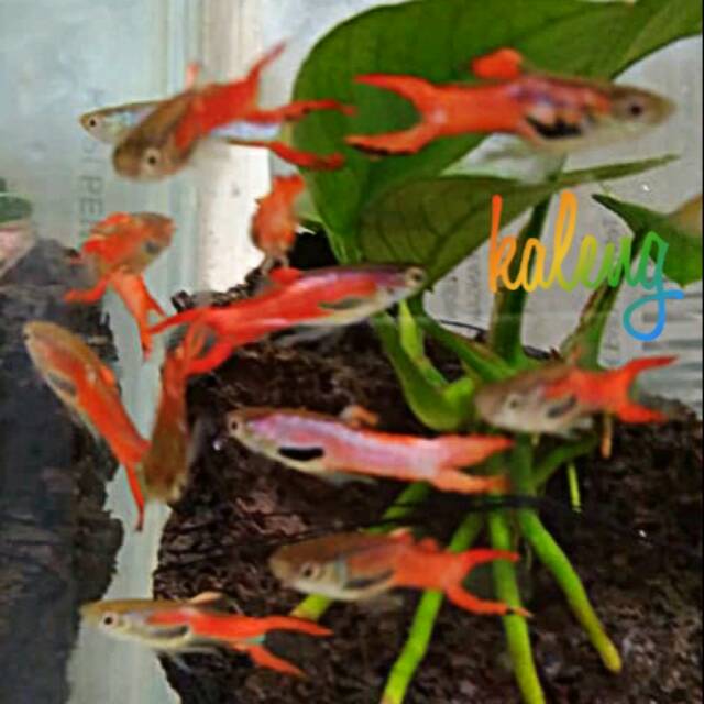 Endler red scarlet