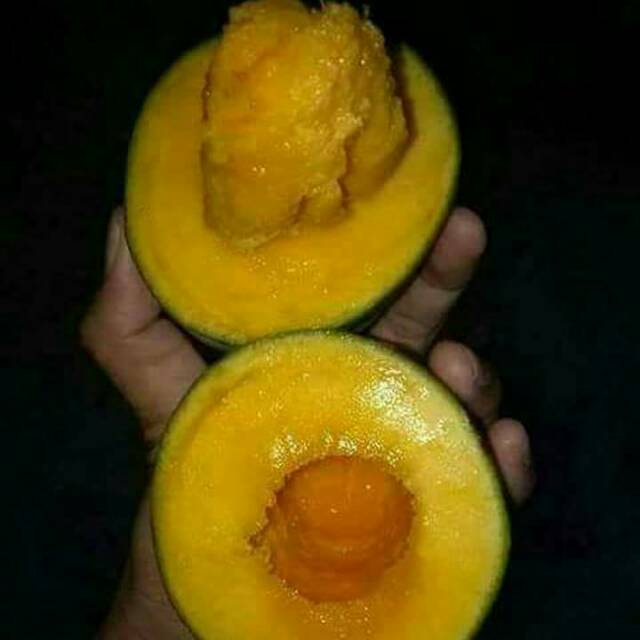 

Bibit tanaman buah mangga alpukat unggul