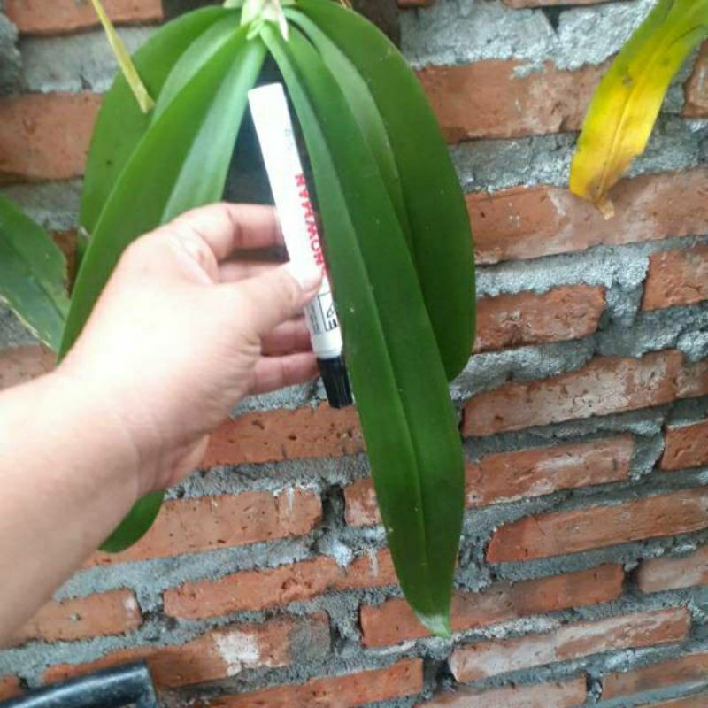 anggrek bulan dewasa/ anggrek bulan / amabilis / anggrek murah / anggrek jumbo