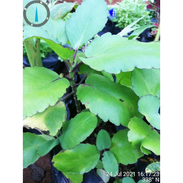 

Tanaman Cocor bebek buntiris herbal