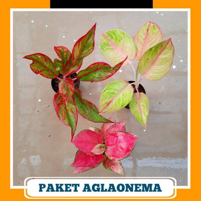 Paket Hemat Aglonema ( Siam Aurora, Golden Siam, Pink Anjamani )