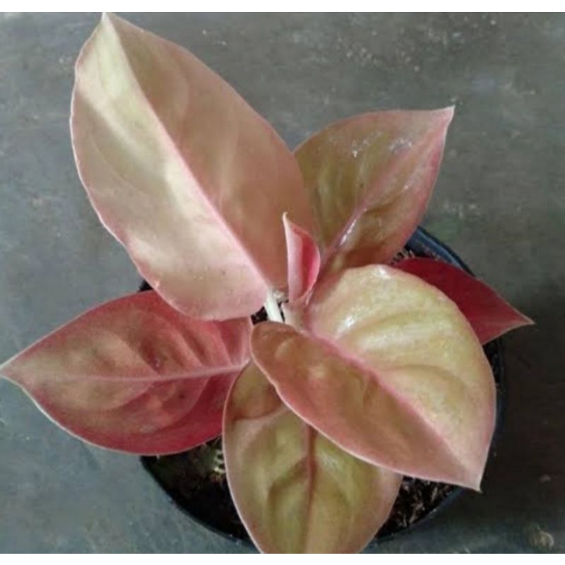 Bibit aglonema kochin brown