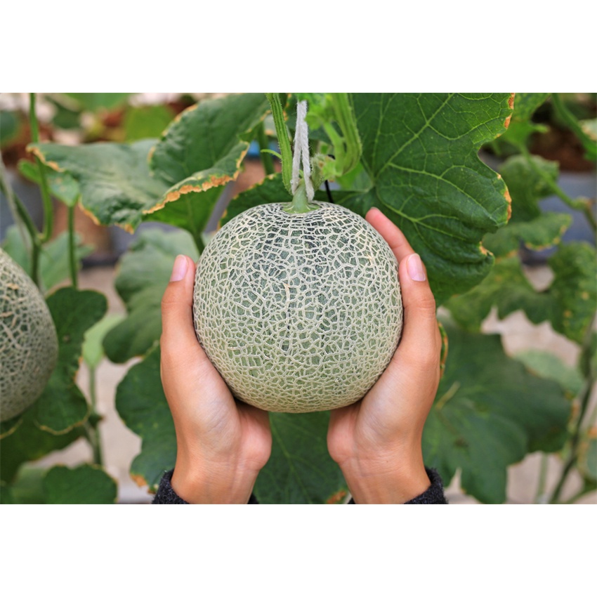 3 Benih biji Melon Musk Jepang