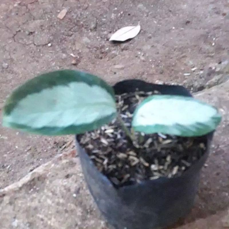 Tanaman hias calathea drak star - calateadrakstar - kalatea murah