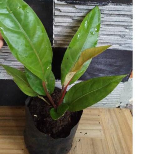 ™ Anthurium hookery batang merah ☼