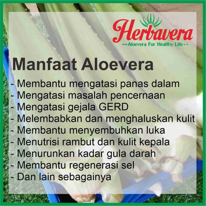 

LAINNYA-KEMASAN-MINUMAN- PELEPAH BATANG ALOEVERA LIDAH BUAYA -MINUMAN-KEMASAN-LAINNYA.