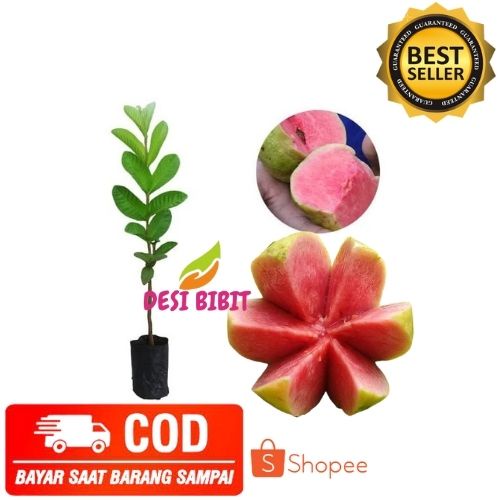 (COD) JAMBU KRISTAL BIBIT JAMBU KRISTAL MERAH TANPA BIJI