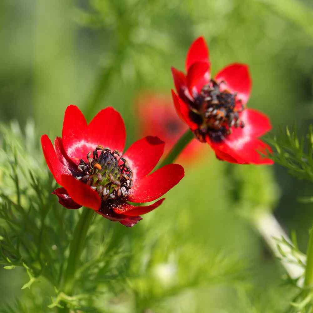 Benih Bibit Biji - Bunga Summer Pheasant's Eye Flower Seeds - IMPORT