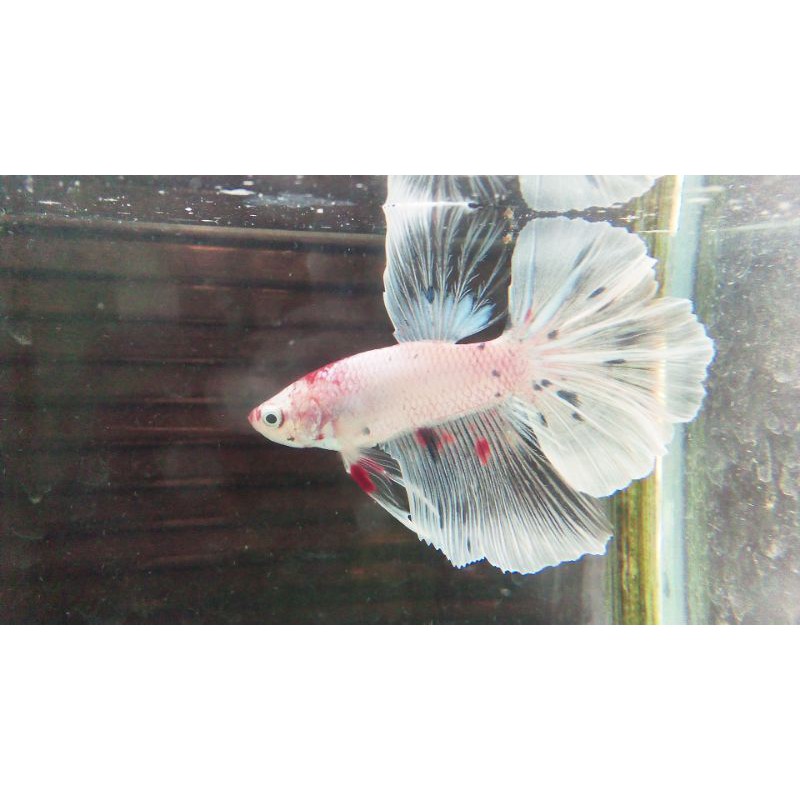 IKAN CUPANG HALFMOON FANCY KOI