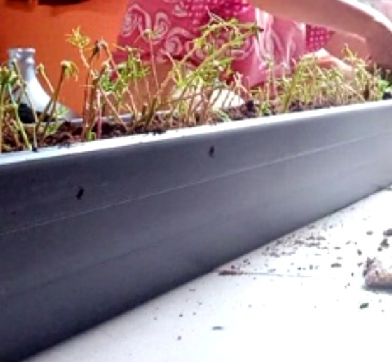 Mawar Tanah Krokot Import Mossrose Irada