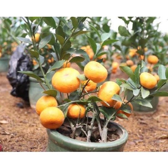 Bibit Jeruk Kimkit Okulasi Berkualitas