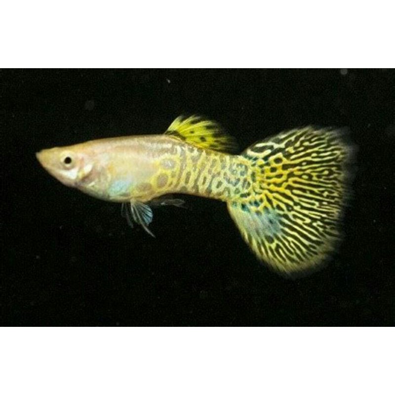 ikan guppy hias yellow cobra