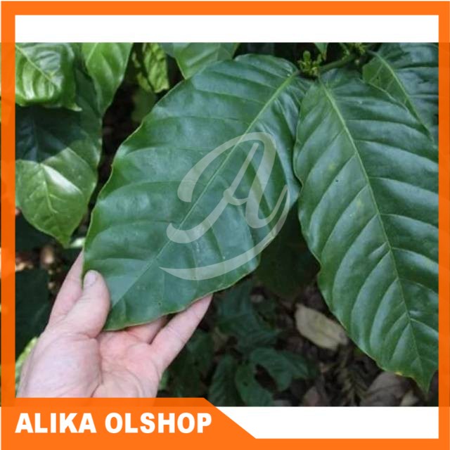 

Daun Kopi Segar 250 Gram Murah