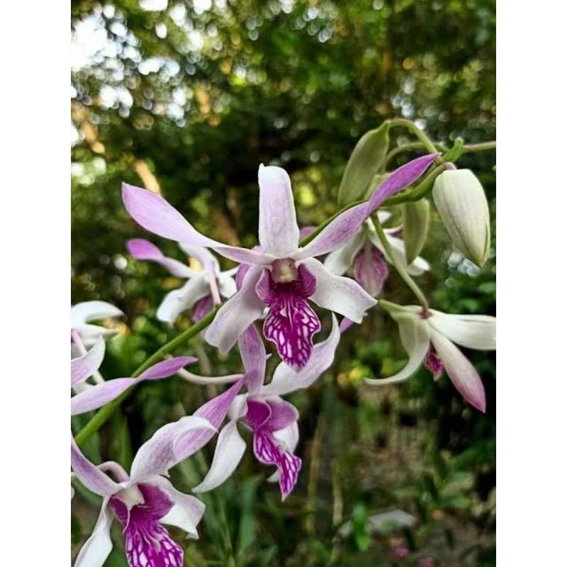 Paket dendro warawan dan mangosteen