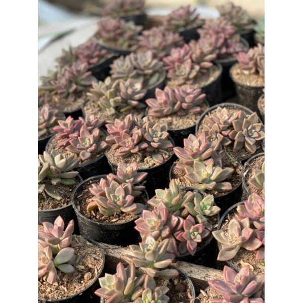 Sukulen Graptopetalum Bronze