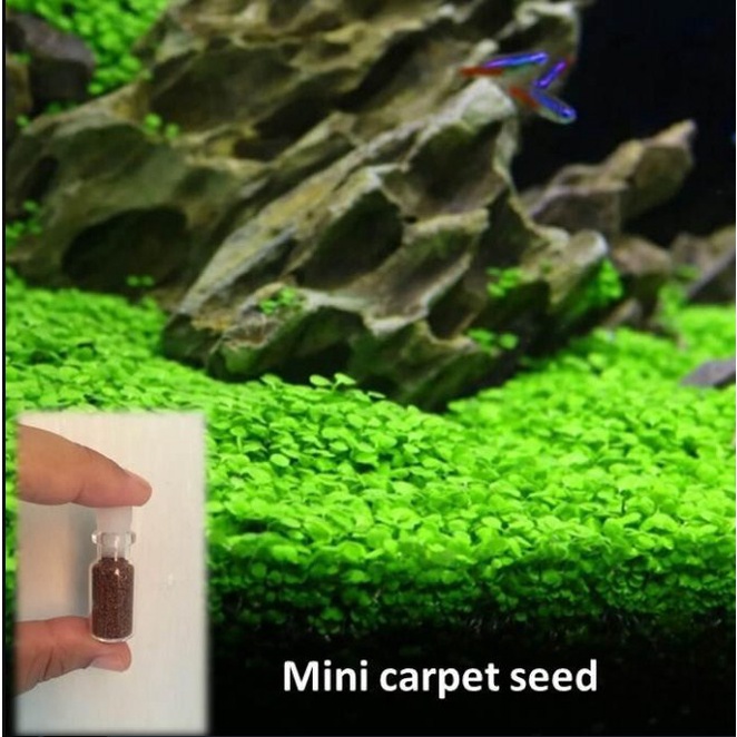 Carpet Seed Small Leaf/  Bibit Benih Tanaman Air Aquascape / Bibit Tanaman Aquascape Akuarium