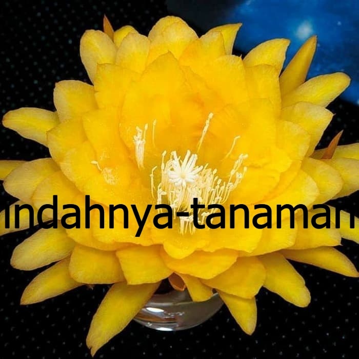 NEW Tanaman hias wijaya kusuma bunga kuning - bibit wijaya kusuma kuning