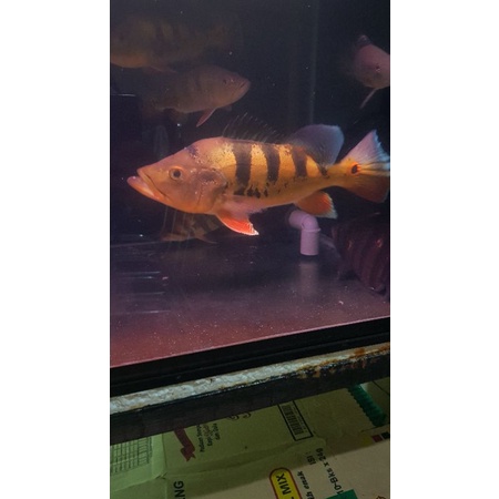 PEACOCK BASS MONOCULUS GM/PBASS MONO 35cm