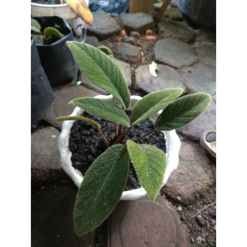 homalomena sp daun berbulu